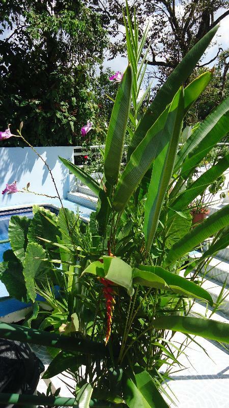 Hotel Mandarina