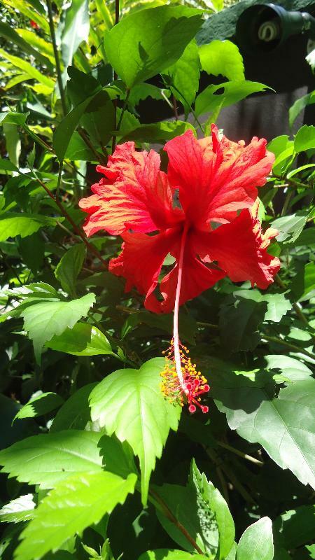 Hotel Mandarina