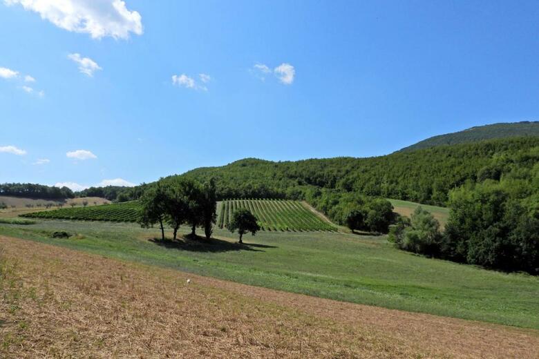 Agroturismo Agriturismo Colle Casini Cortesi