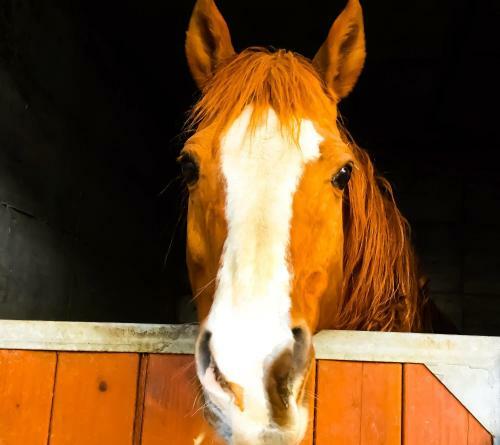 Agriturismo B&B Ch�vres � Cheval