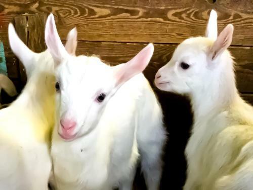 Agriturismo B&B Ch�vres � Cheval