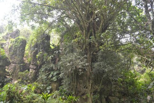 Agroturismo Caba�as La Jicarita