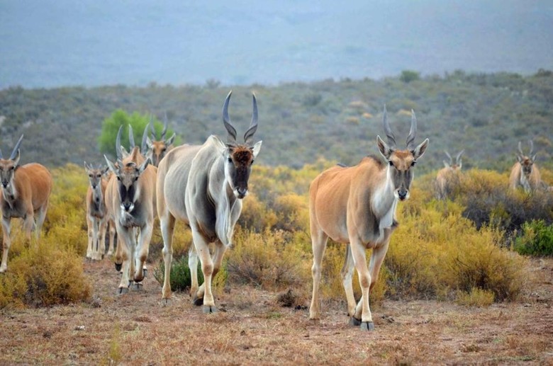 African Game Lodge