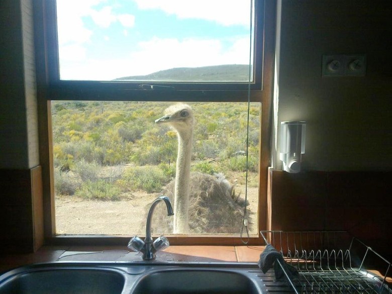 African Game Lodge