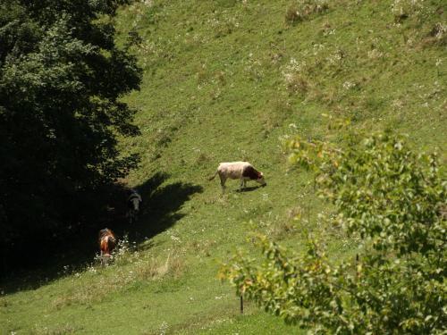 Hostal Tourist Farm Marjanca