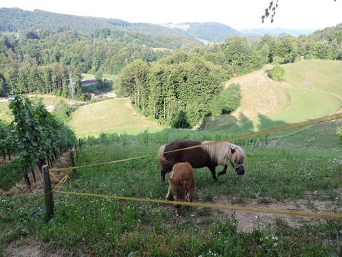 Hostal Tourist Farm Marjanca
