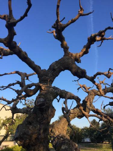 Agroturismo Trulli Di Pozzomasiello