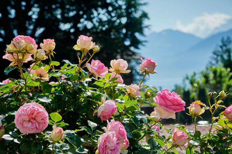 Eden Swiss Quality Hotel