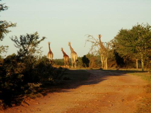 Valley Bushveld Country Lodge