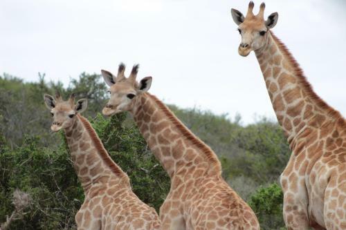 Valley Bushveld Country Lodge
