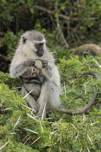 Valley Bushveld Country Lodge