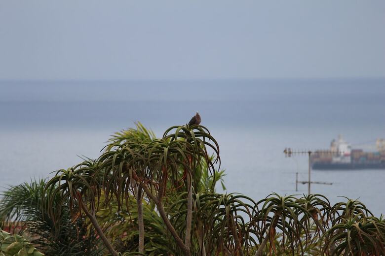 Hostal Milkwood Mansion