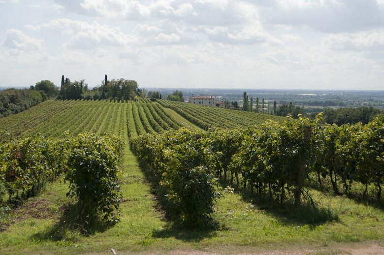 Hostal Musella Winery & Relais