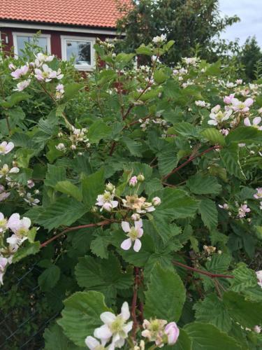 Agroturismo Stf Solstickan Hostel Mellbystrand