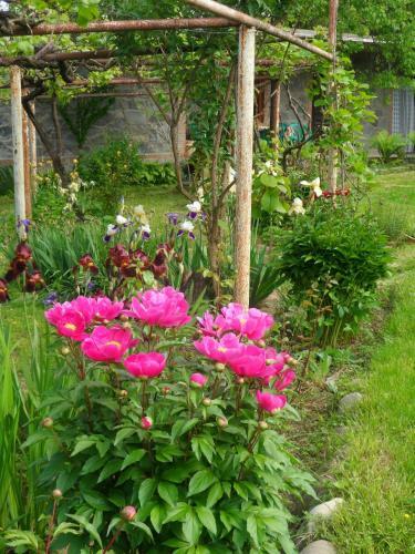 Hostal Tsinandlis Edemi