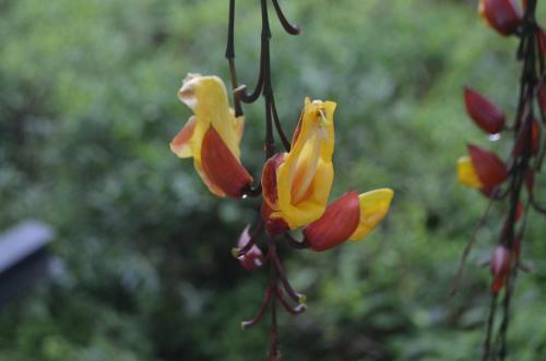 The Rainforest Ecolodge - Sinharaja