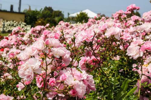 Agroturismo Casa Vacanza Il Malandrone