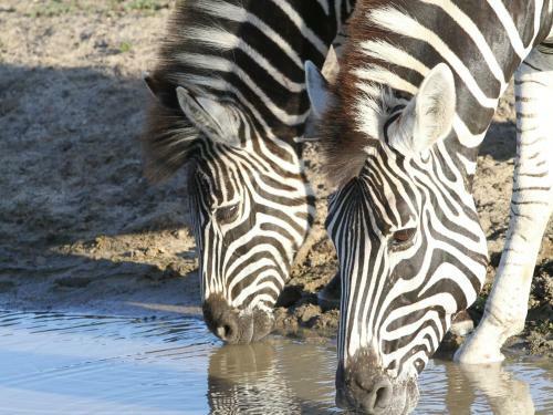 Inyati Game Lodge