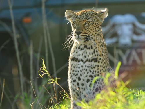 Inyati Game Lodge