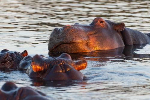 Inyati Game Lodge