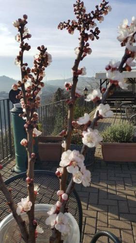 Agroturismo Agriturismo Il Borgo