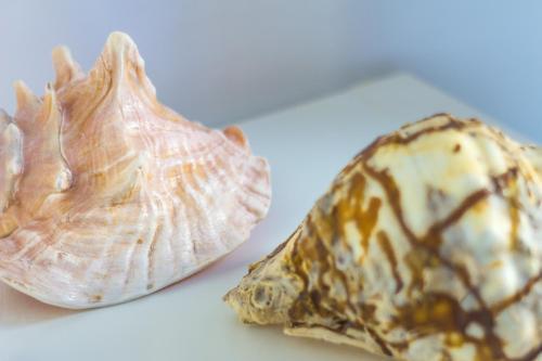 Hostal Le Conchiglie