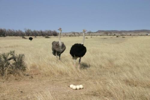 Agroturismo Mieliefontein Karoo Guest Farm