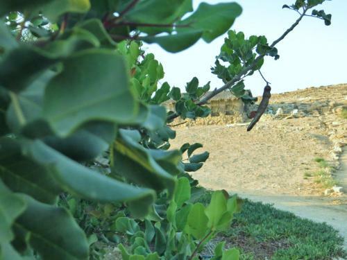 Albergue Succah In The Desert