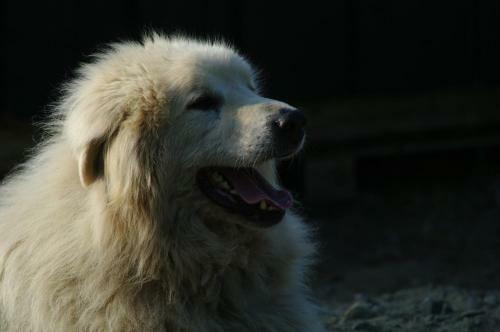 Birk Husky B&B