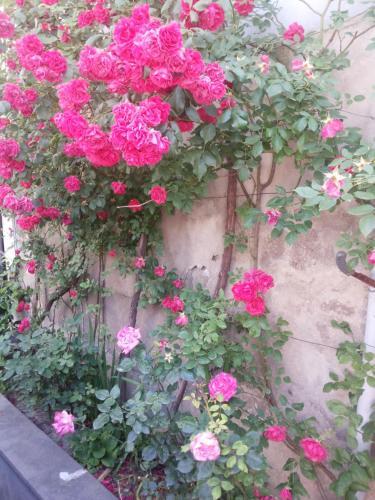 Hostal Svetlana Guest House