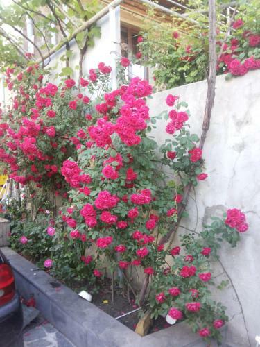 Hostal Svetlana Guest House