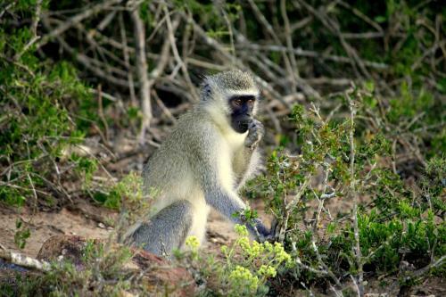 Pumba Private Game Reserve