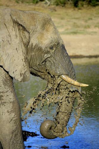 Pumba Private Game Reserve