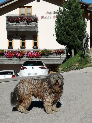 Hostal Malga Stramaiolo