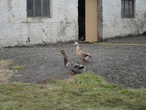 Hvammsgerdi Bed And Breakfast