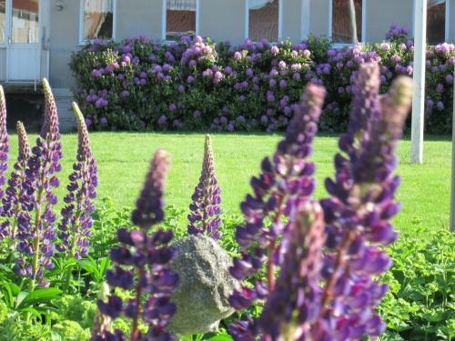 Hostal Stf Br�landa Vandrarhem
