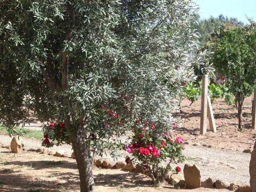 B&B Il Vigneto