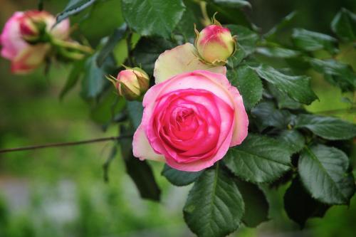 Hostal Le Rose