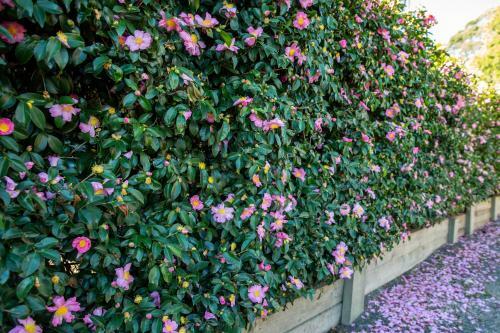 Hostal Pear Tree Cottage Bed And Breakfast