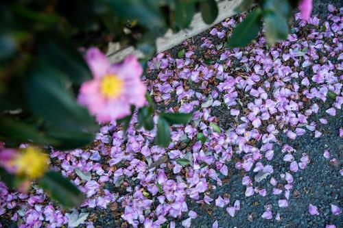 Hostal Pear Tree Cottage Bed And Breakfast