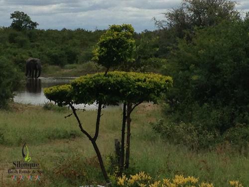 Lodge Silonque Bush Estate