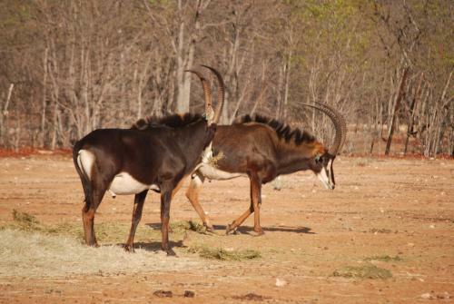 Agroturismo Adansonia Eco Lodge