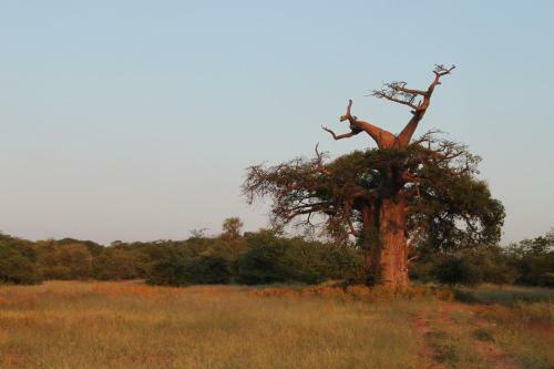 Agroturismo Adansonia Eco Lodge