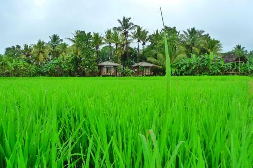 Lodge Rice Villa