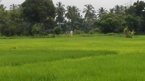 Lodge Rice Villa