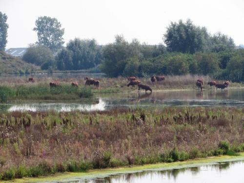 Alphen Gld - Holidayhome