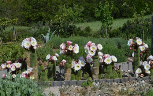 Bed & Breakfast Villa Lavanda