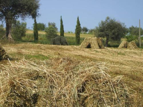 Hostal Agriturismo Il Gelso Antico