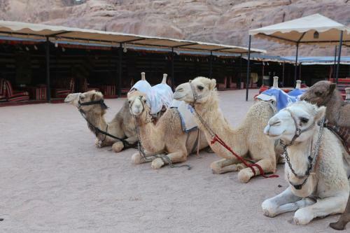 Sun City Camp