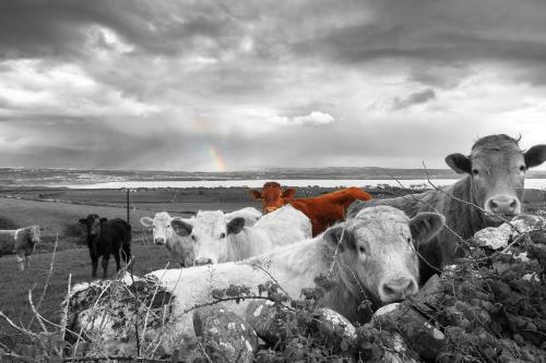 Red Cow Moran Hotel